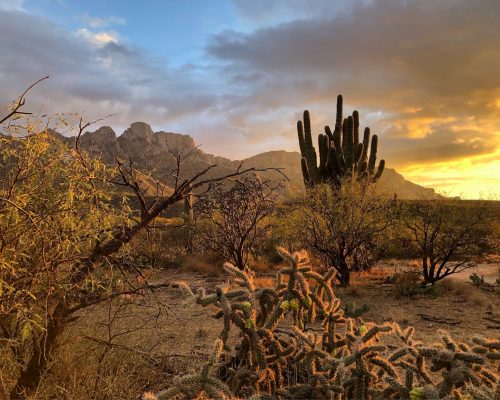 Catalina State Park at Sunset