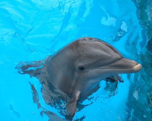 Dolphin up close