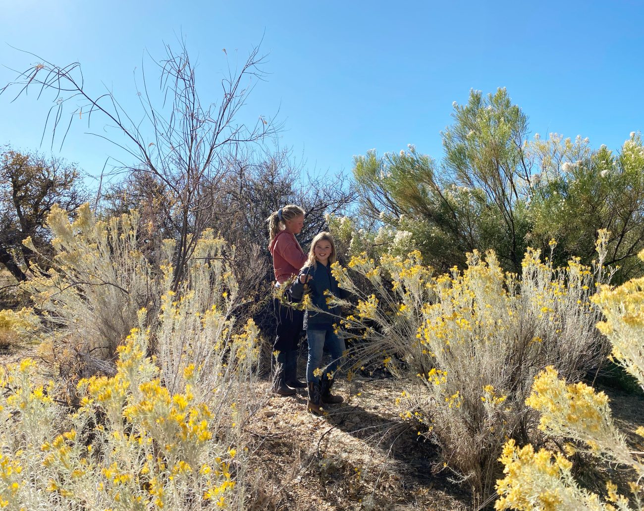 Arizona Desert Wash Plants