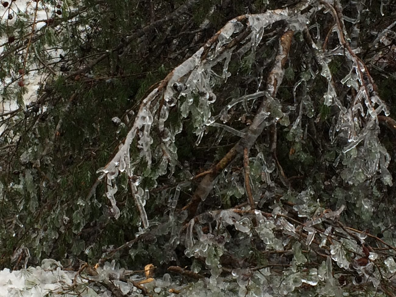Icicles on Trees
