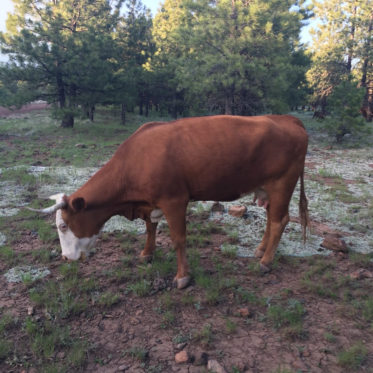 cows in flagstaff
