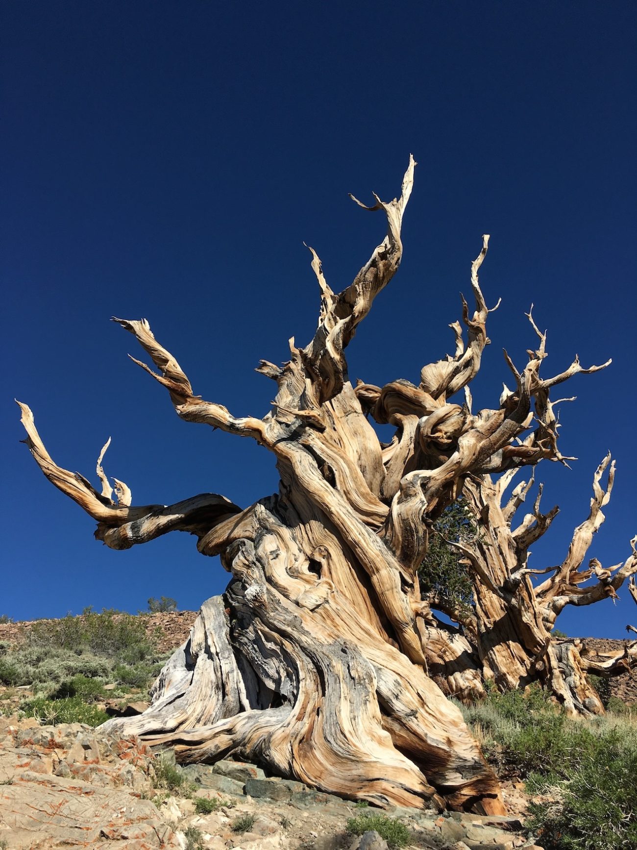 bristle cone pine forest