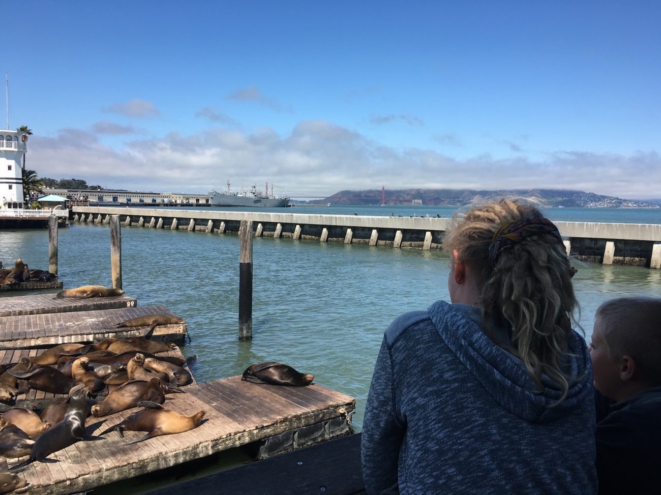 sea lions