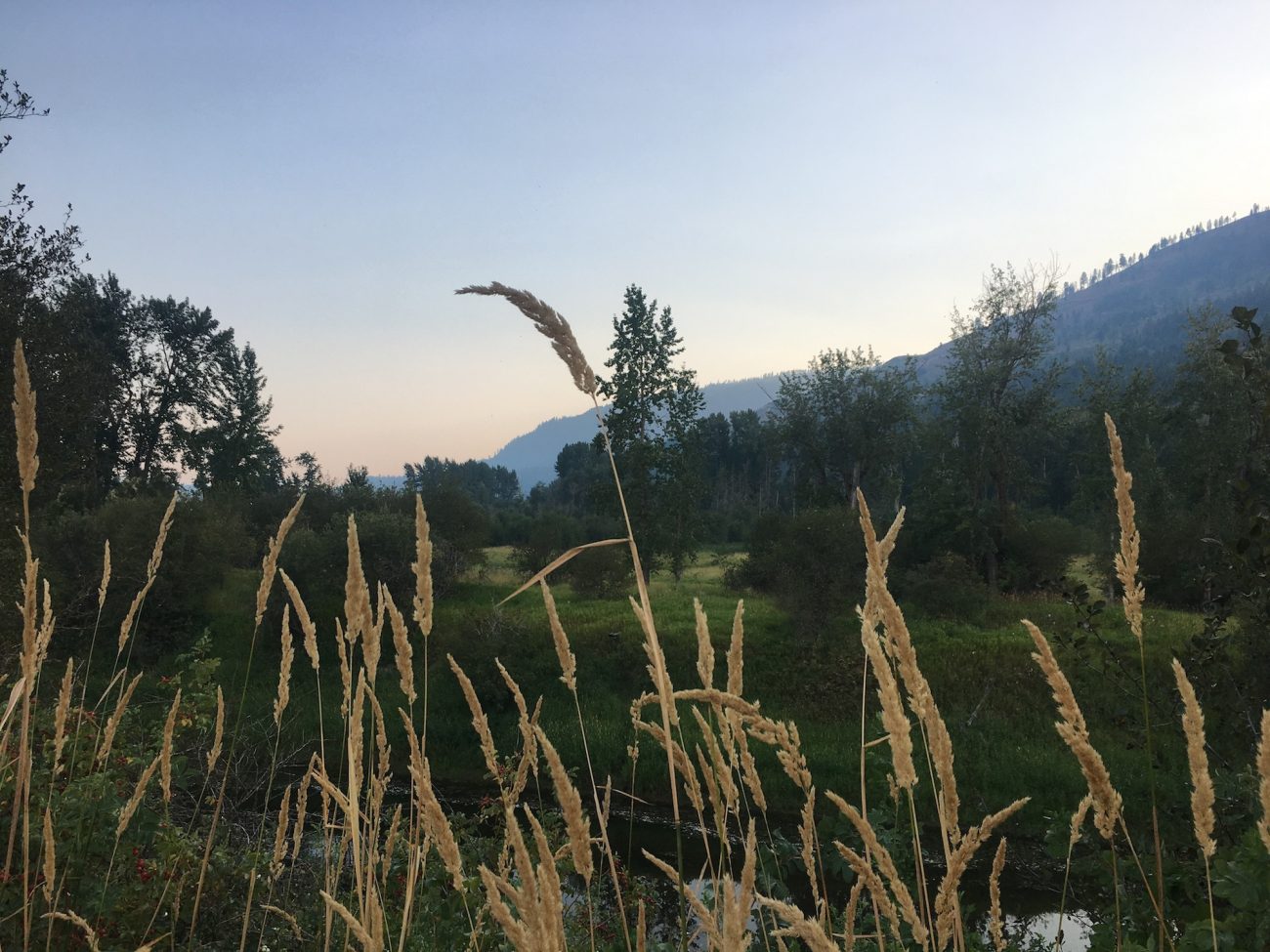 Kootenai grass