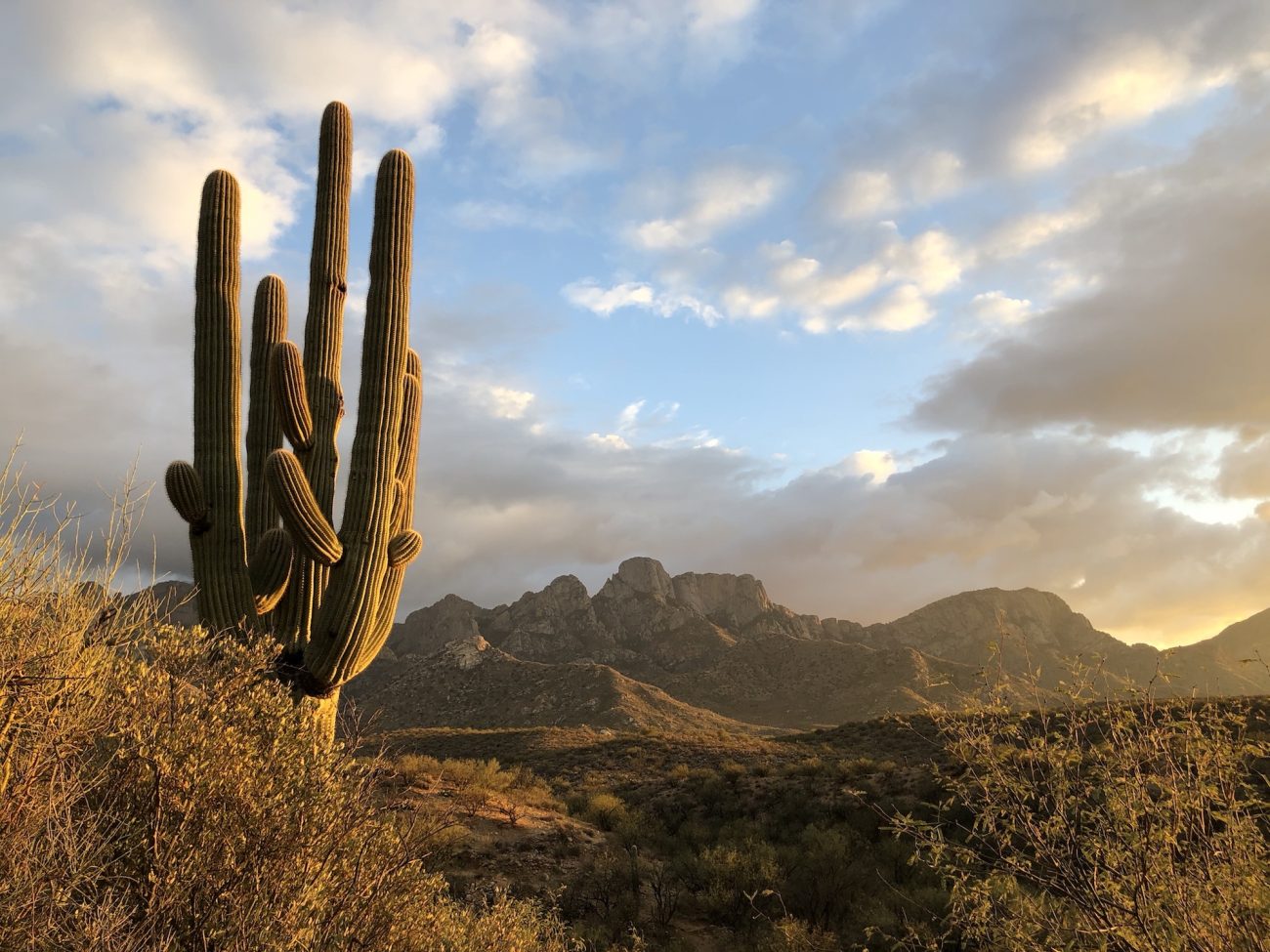 Saguaro Cactus at Catalina State Park