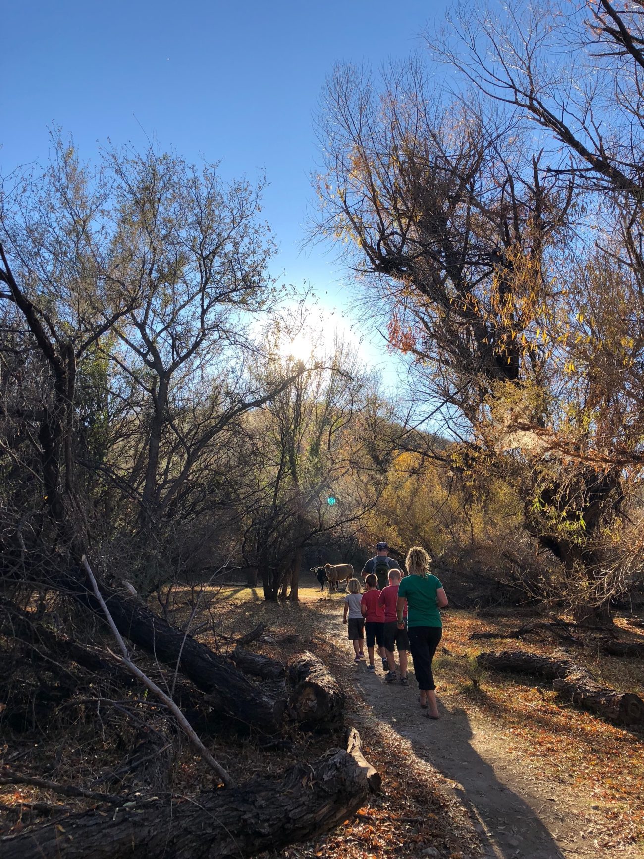 Hiking in Patagonia Lake State Park