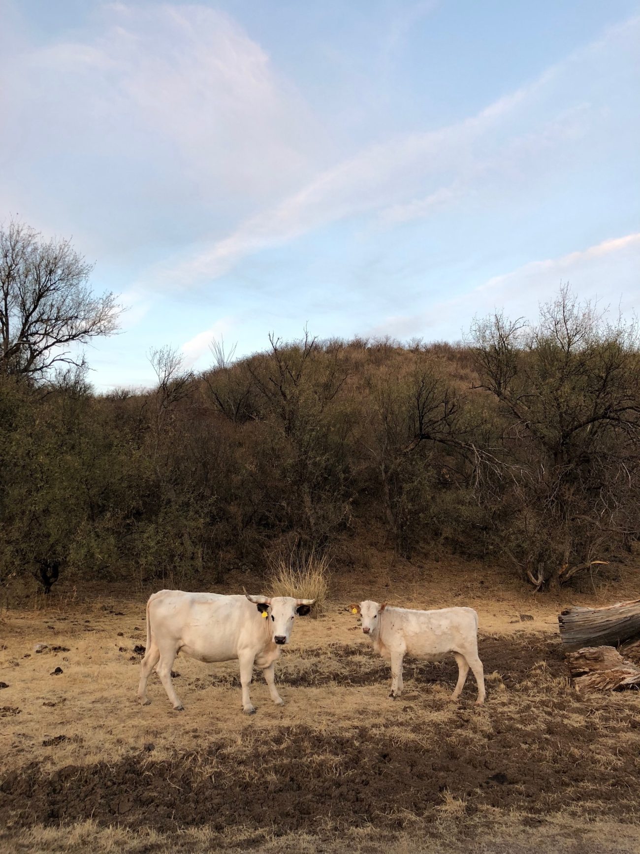 bovine neighbors in Patagonia