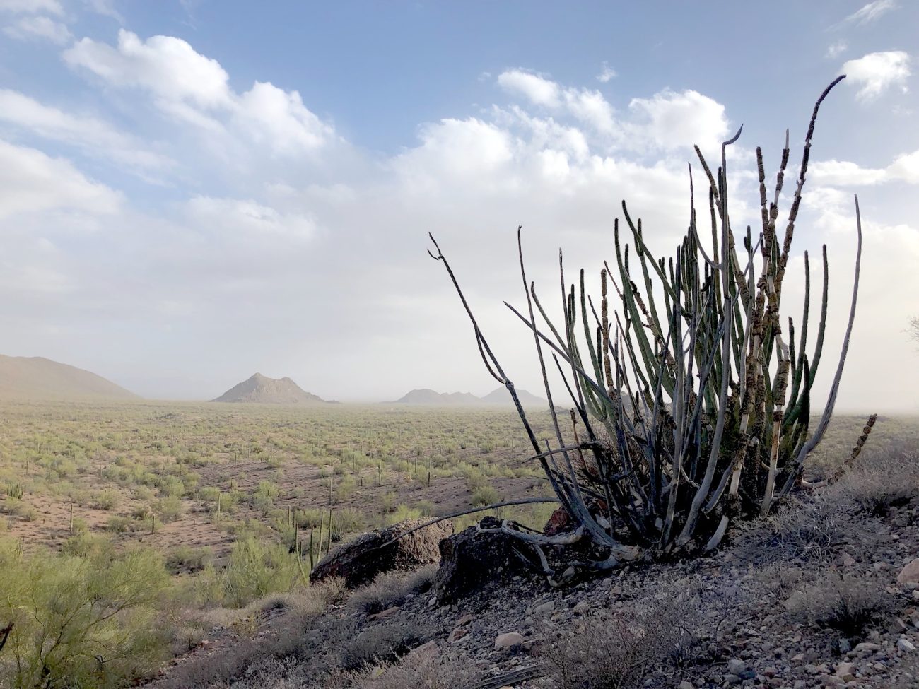Organ Pipe Desert Sunset