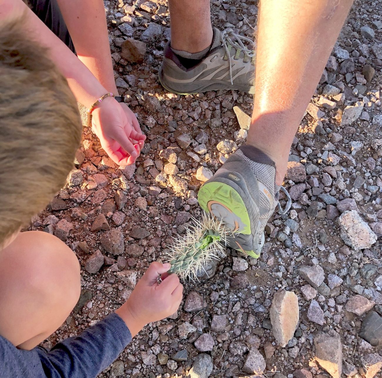 Cholla stuck in shoe.