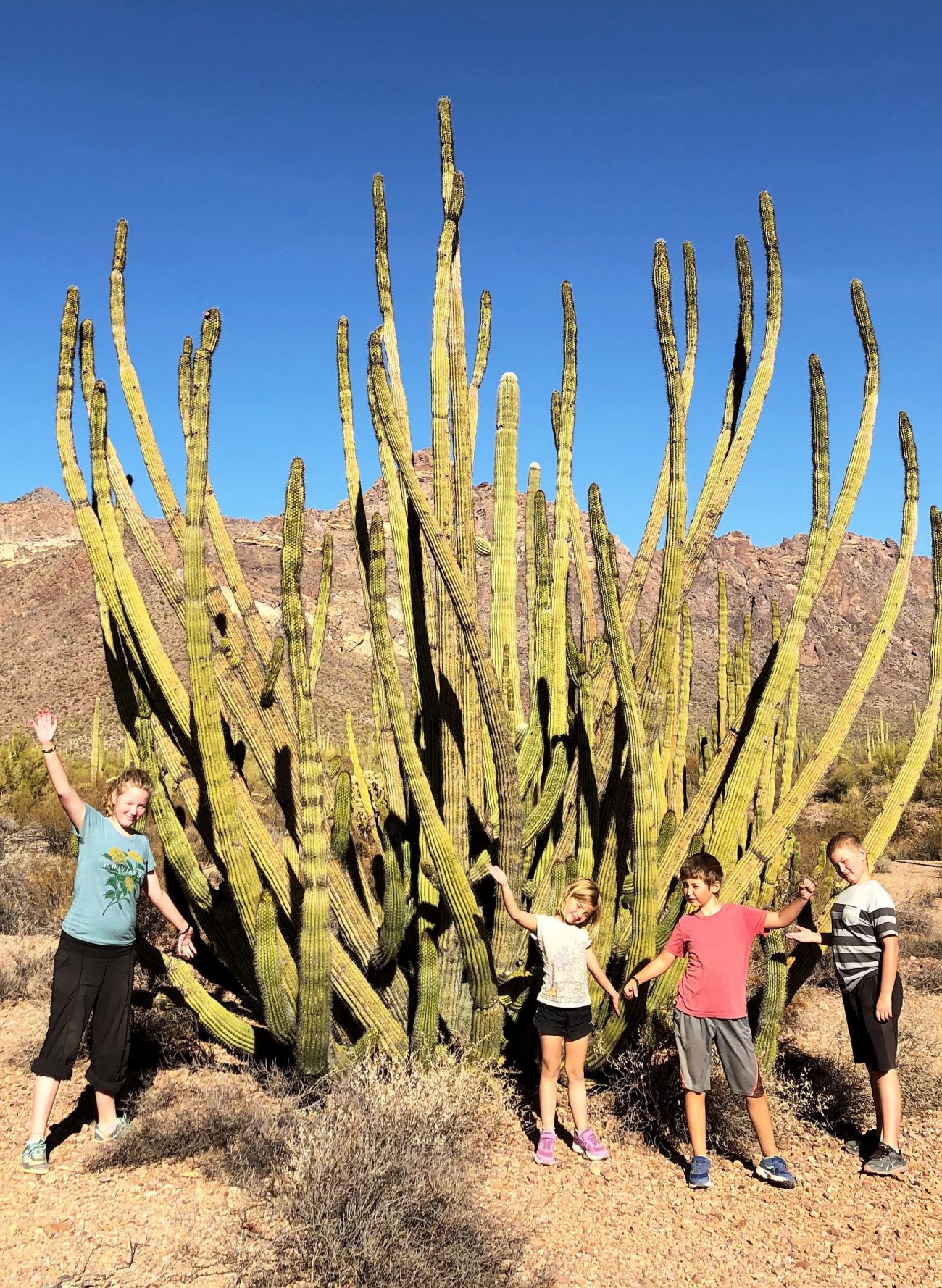 Kids standing in front of Organ Pipe Cactus