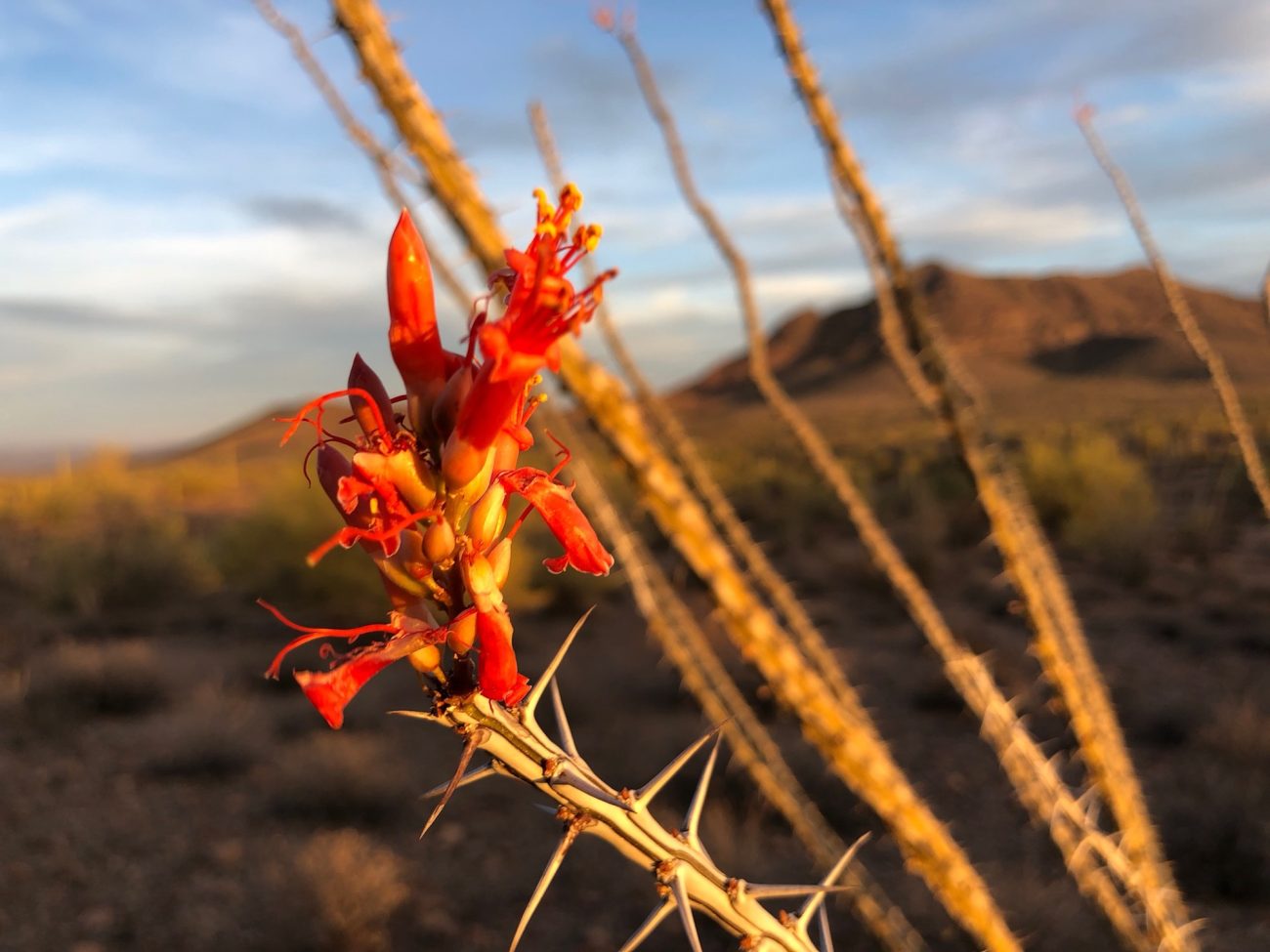 Flower in desert near Ajo, AZ