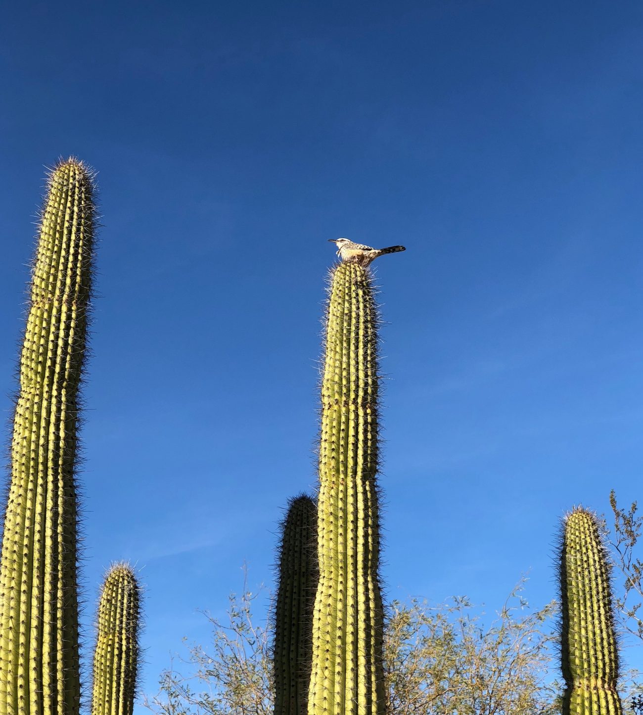 bird on top of cactus