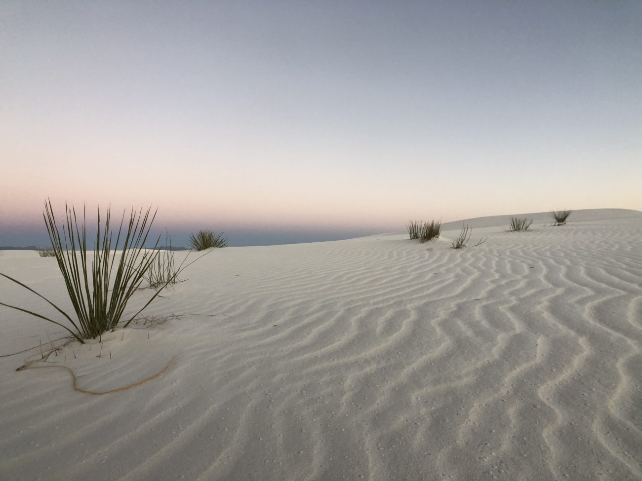 A lone plant at sunset at White Sands