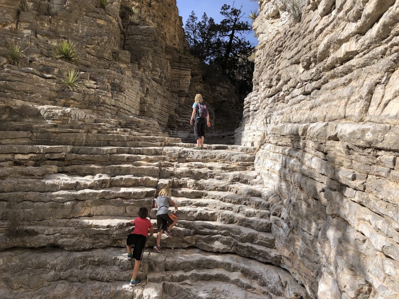 Natural Steps on the Devil's Hall Trail