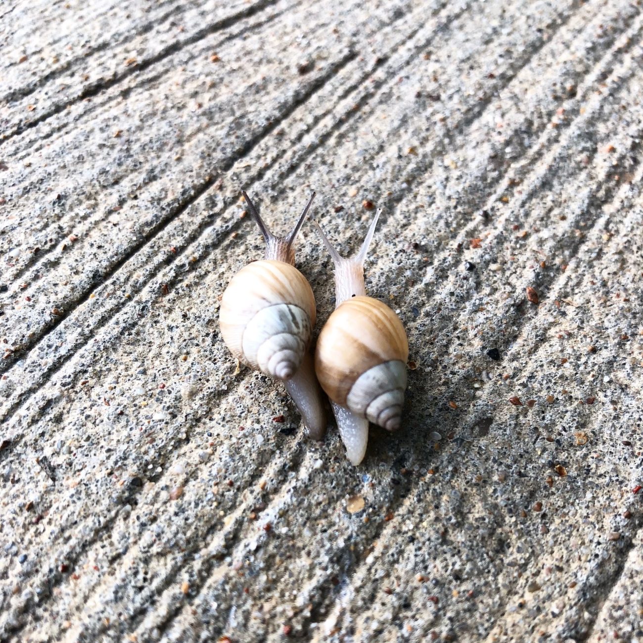Snails