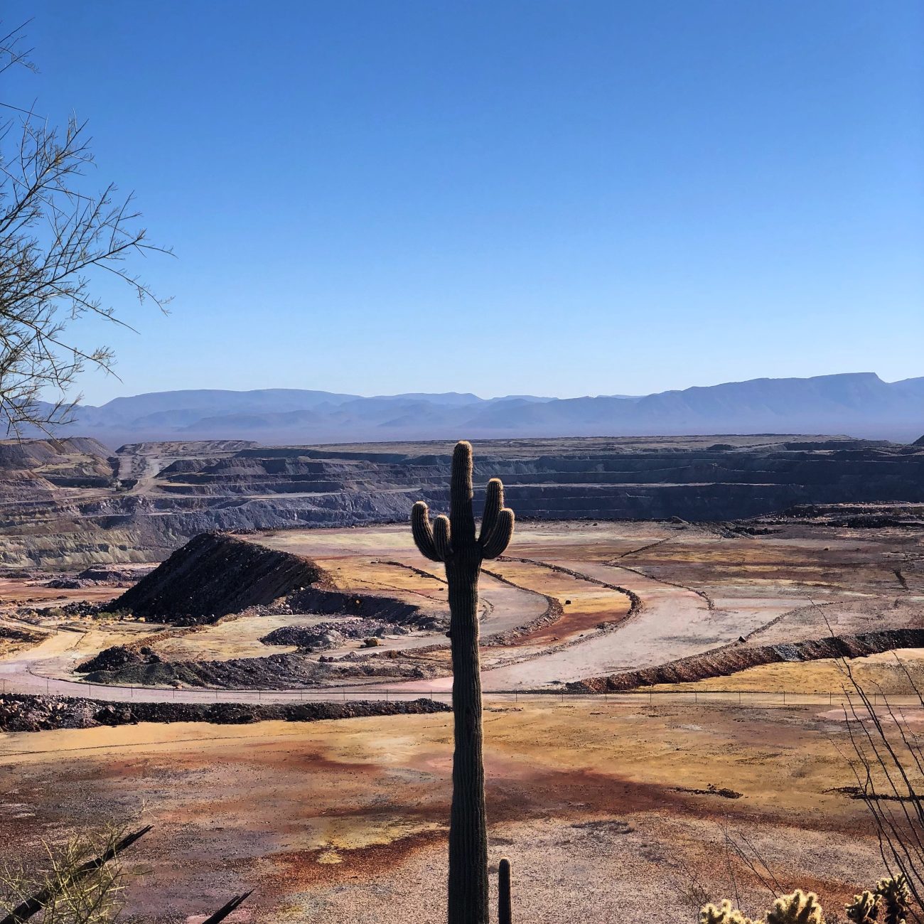 Ajo Mine Cactus