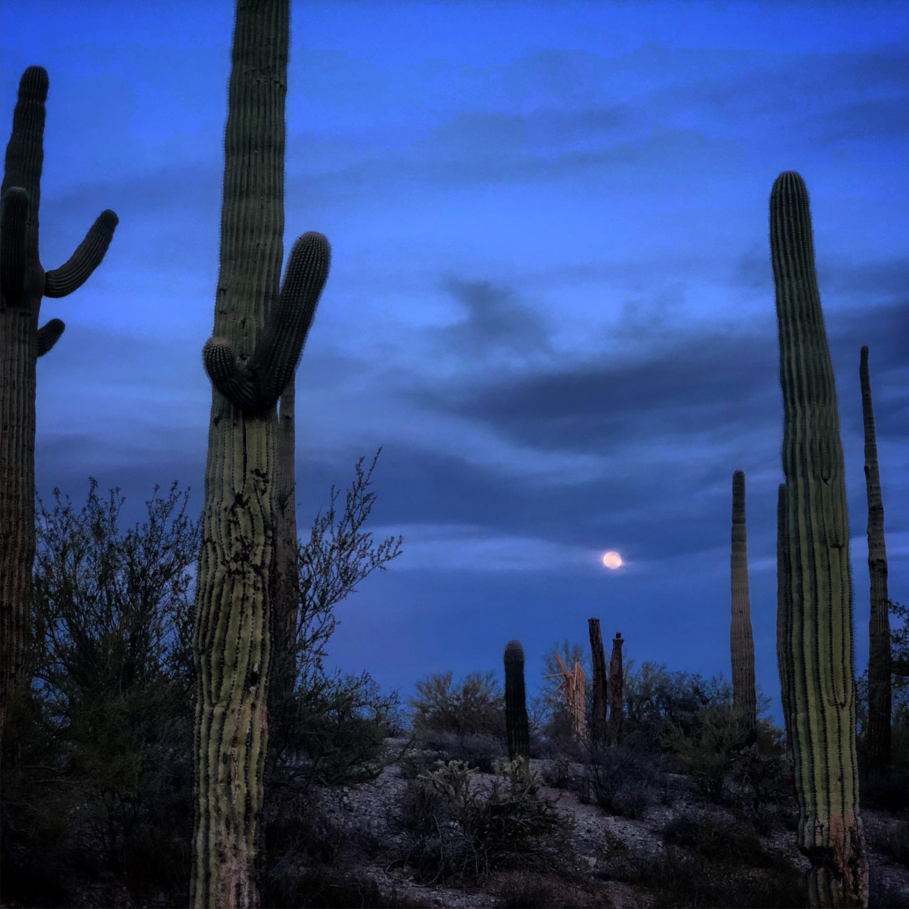 Ajo Moonlight Cactus