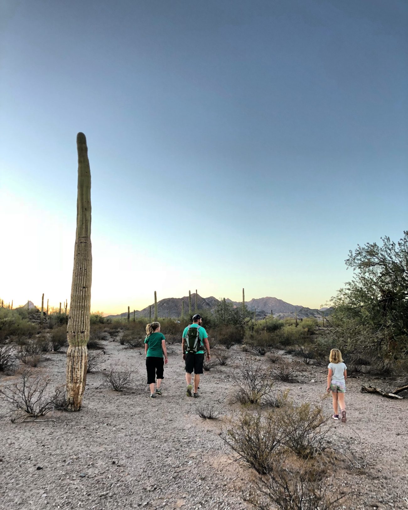 Ajo Family Cactus