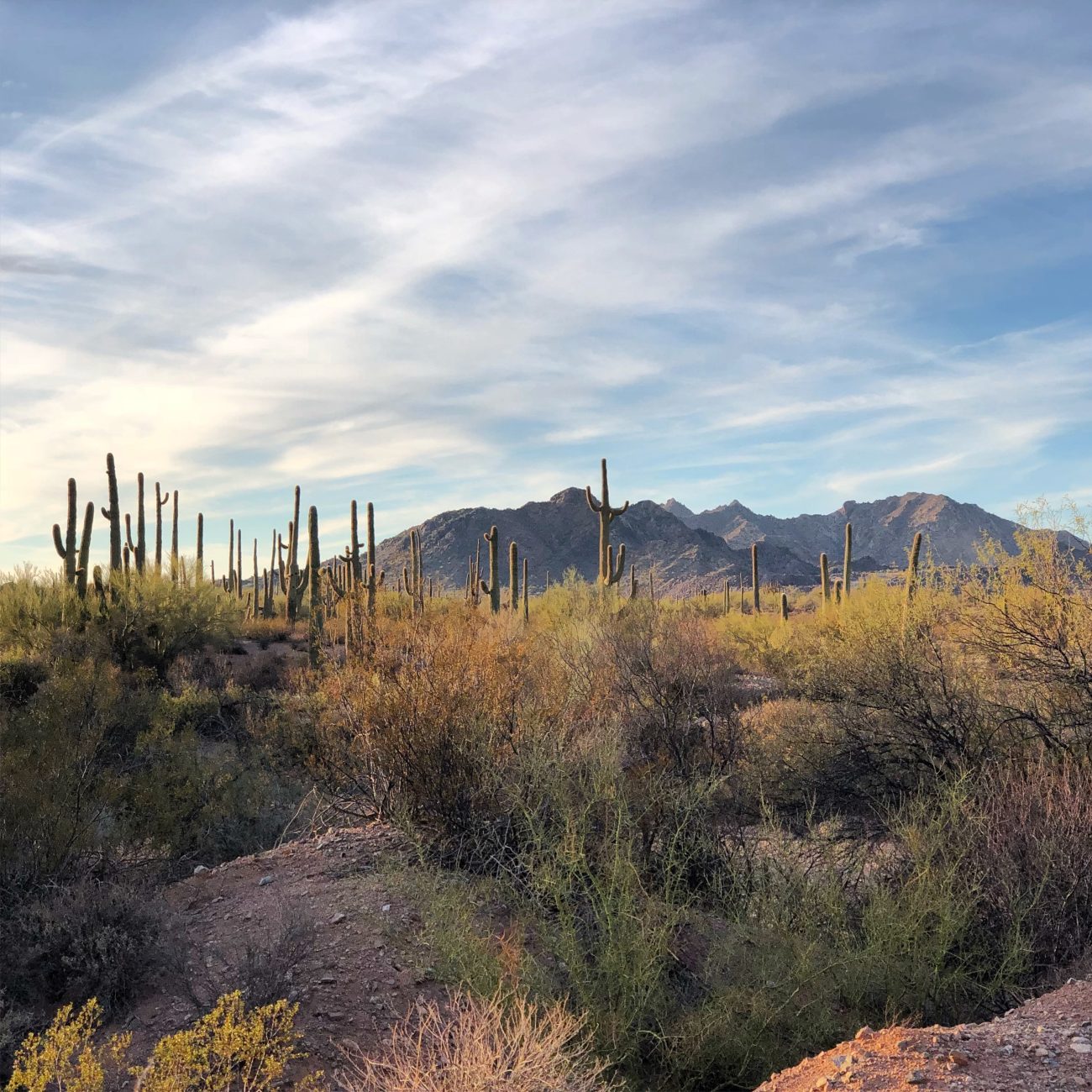 Ajo Cactus Sunset