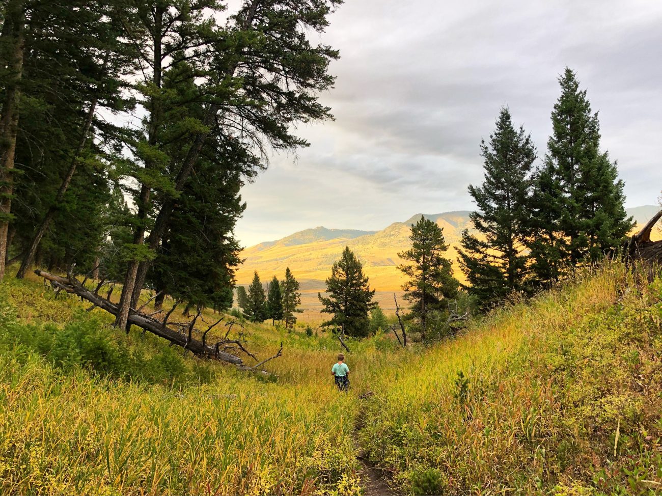Yellowstone Jett