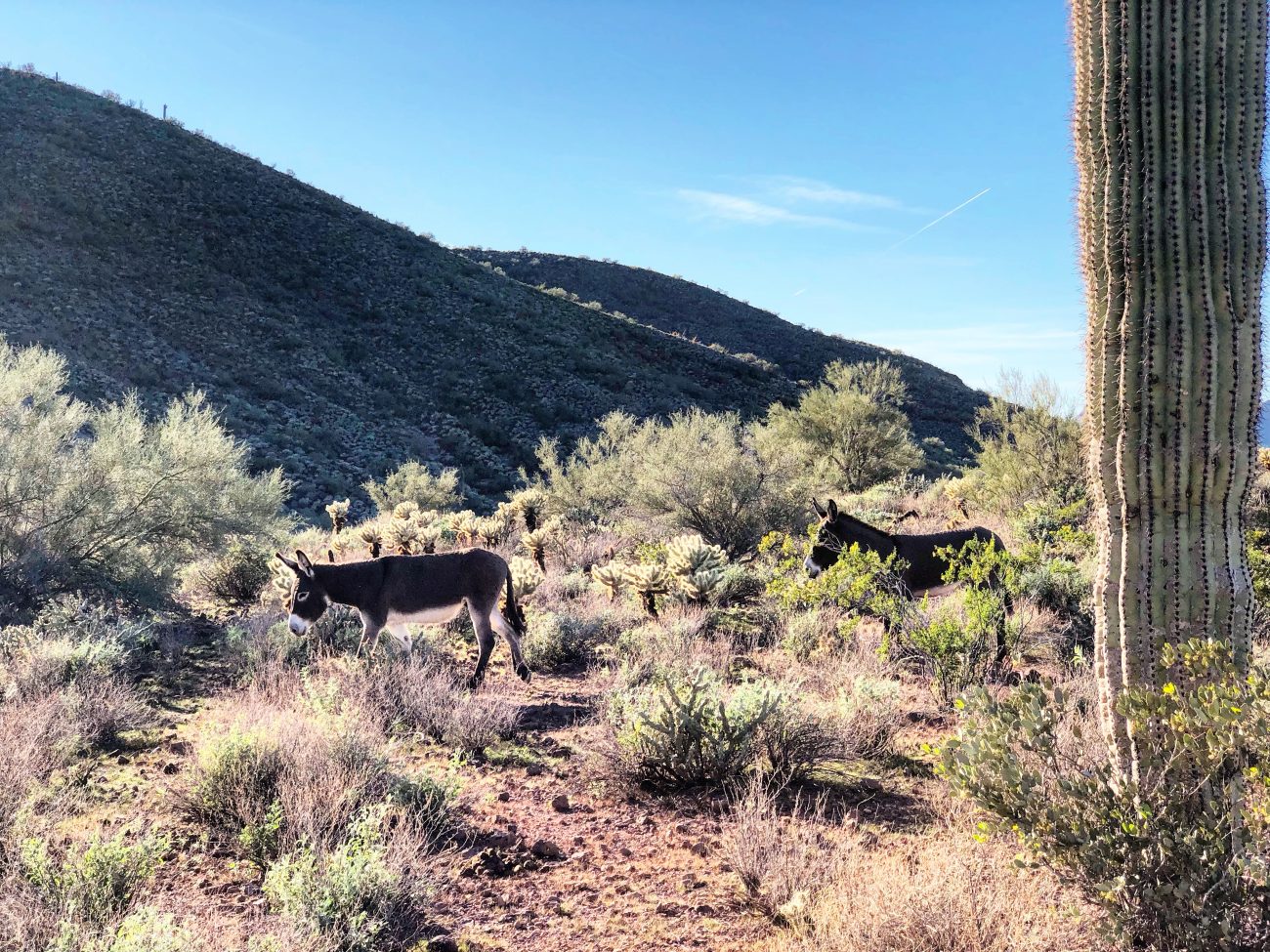 Lake Pleasant Burros