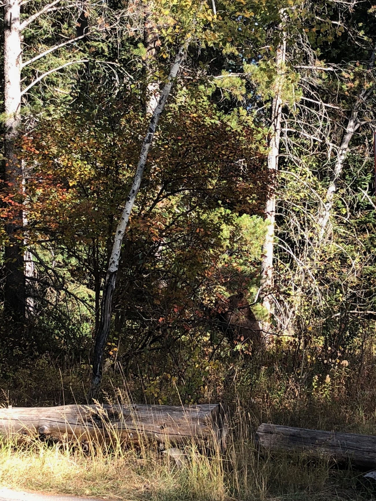 Black Bear in Grand Teton