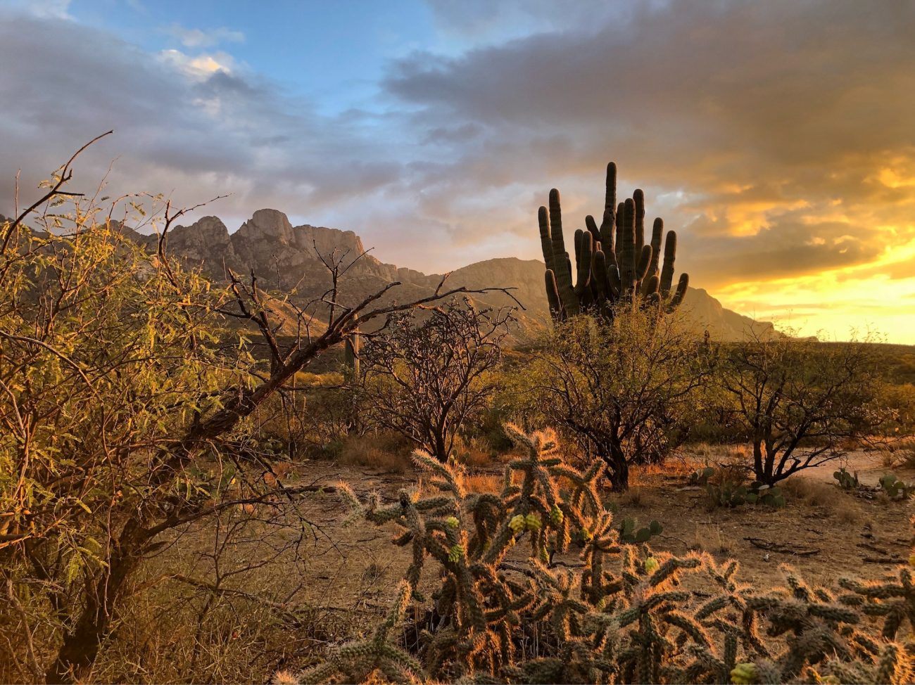 Catalina State Park at Sunset