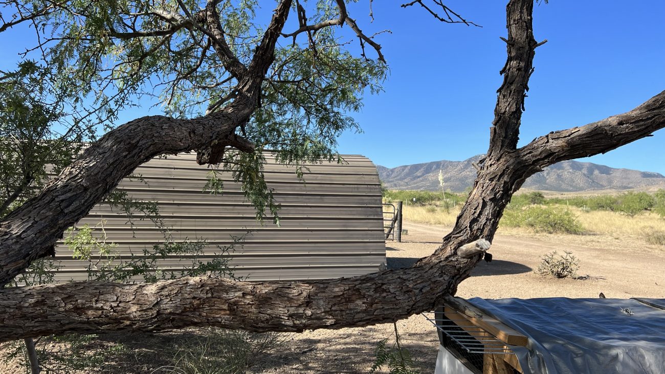 Feed Shed Through Trees