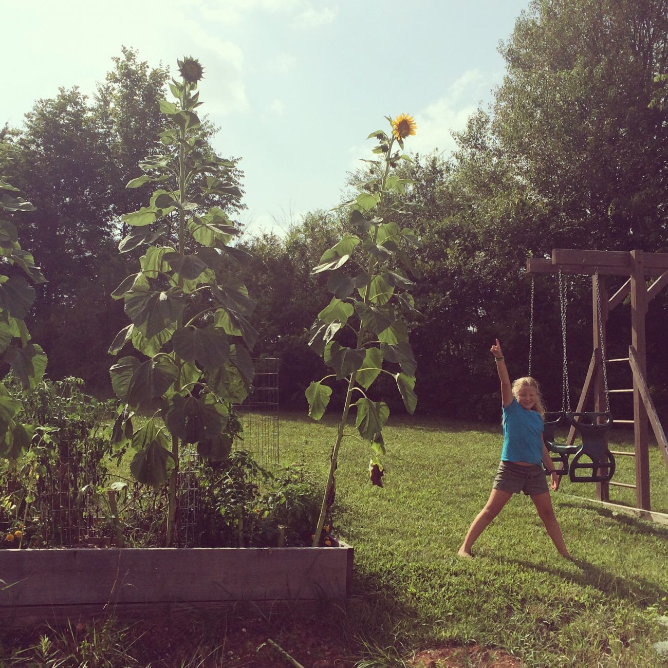Sunflowers
