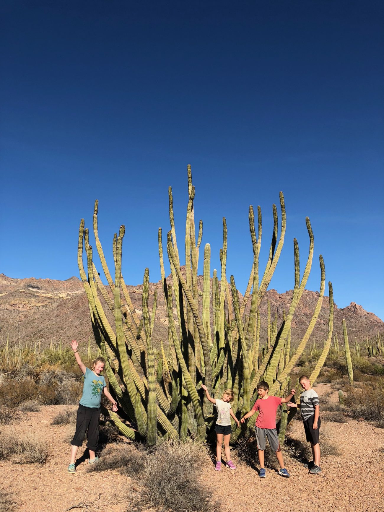 Organ Pipe National Park