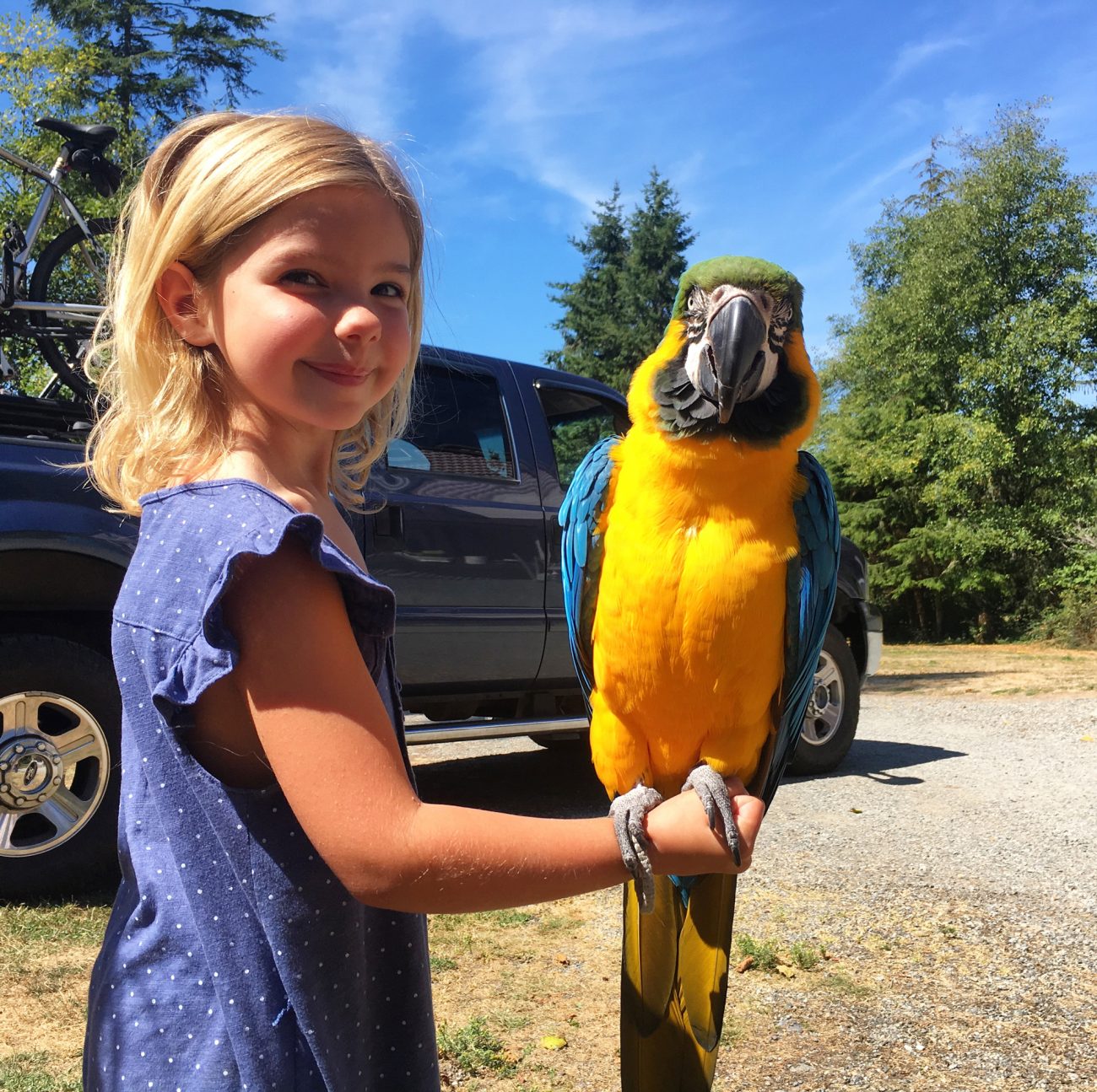 Ada Macaw