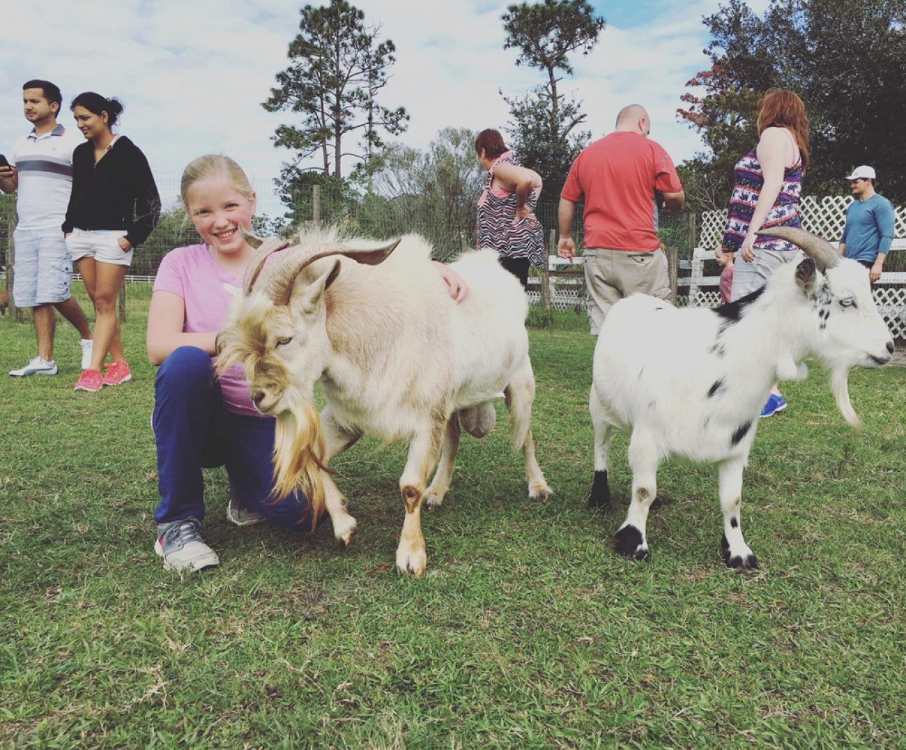 Adali Goats