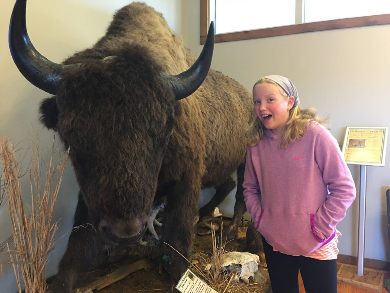 Adali and buffalo