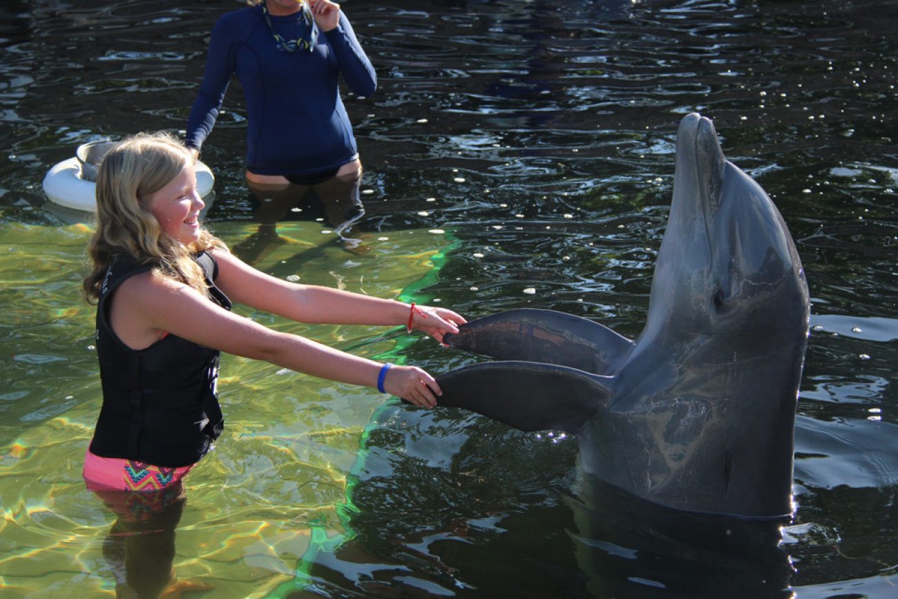 Dolphins Plus Bayside