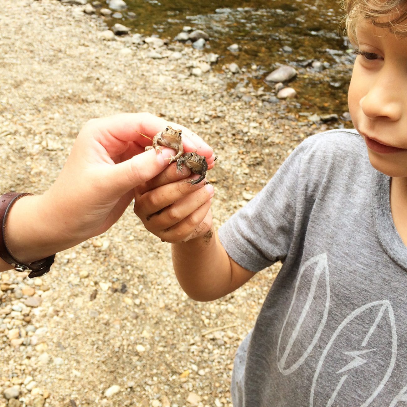 Ausaable River Frogs