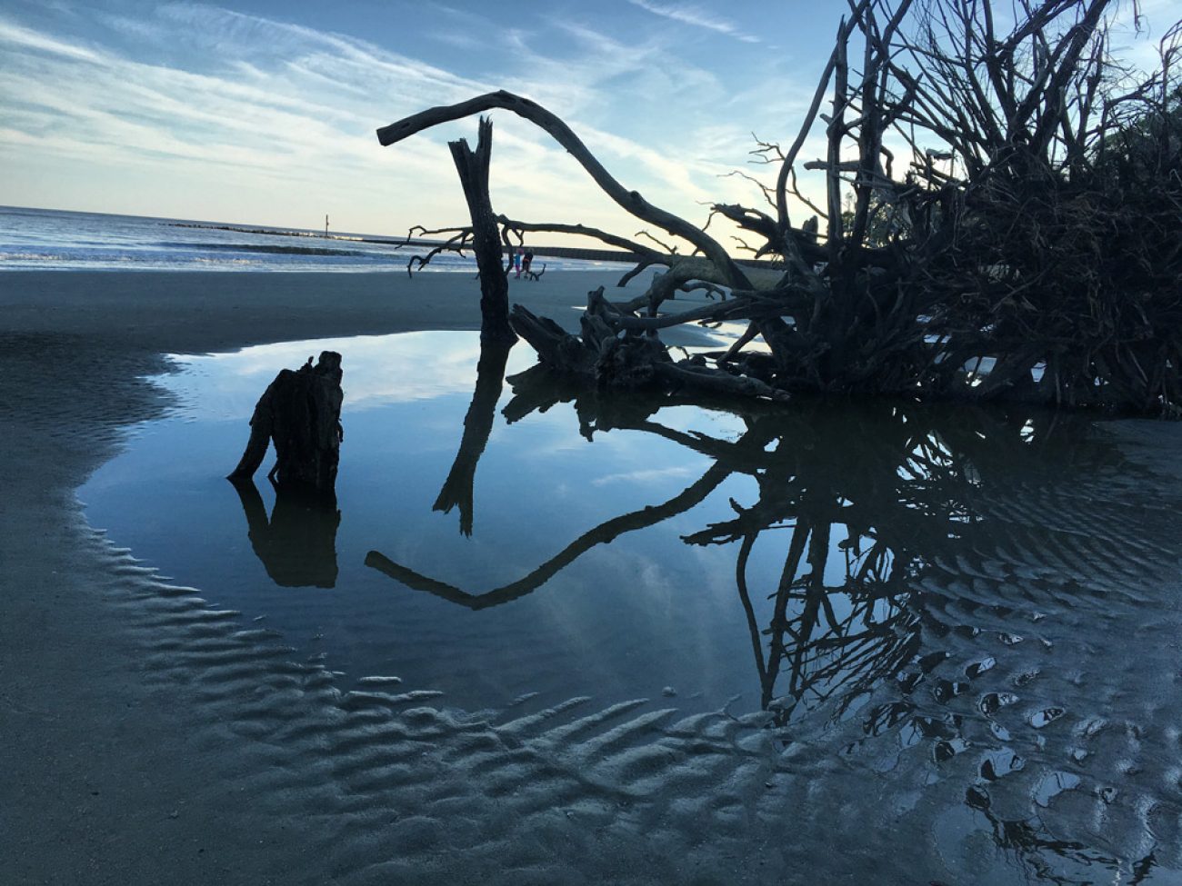 Hunting island tree reflection