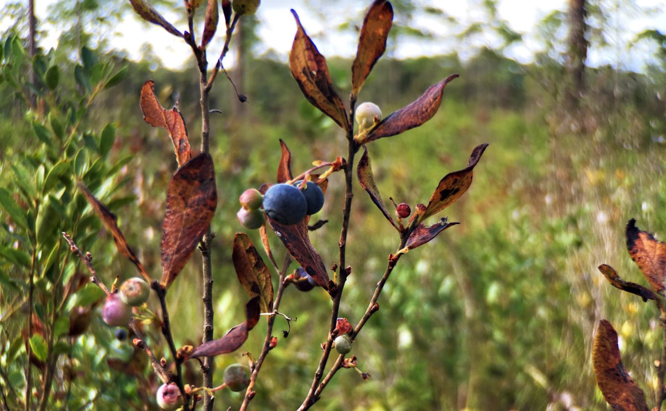 Berries Moment Tele