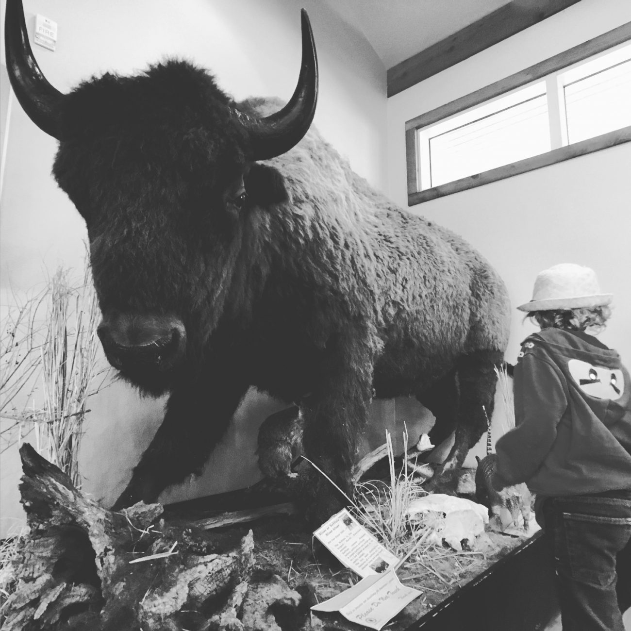 Buffalo Museum Moment Wide