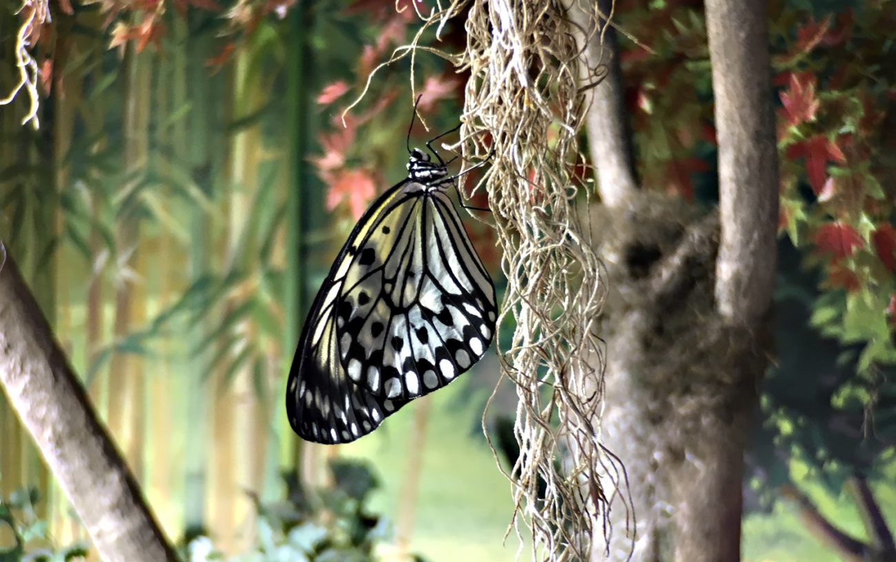 Butterfly Moment Tele