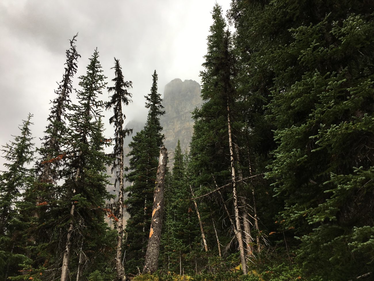 Canada Consolation Lakes Trees