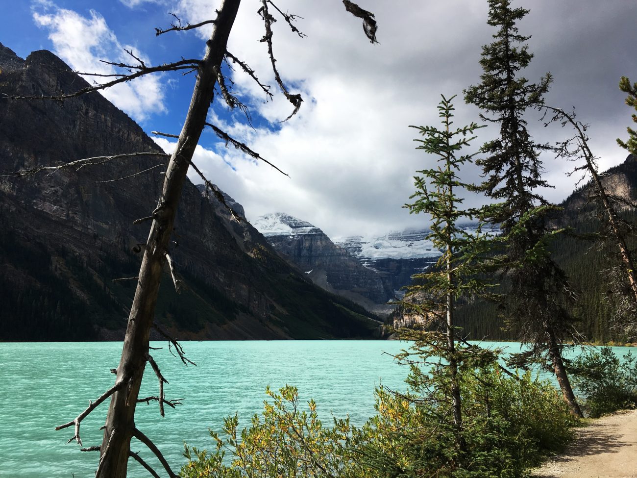 Canada Lake Louise Pines