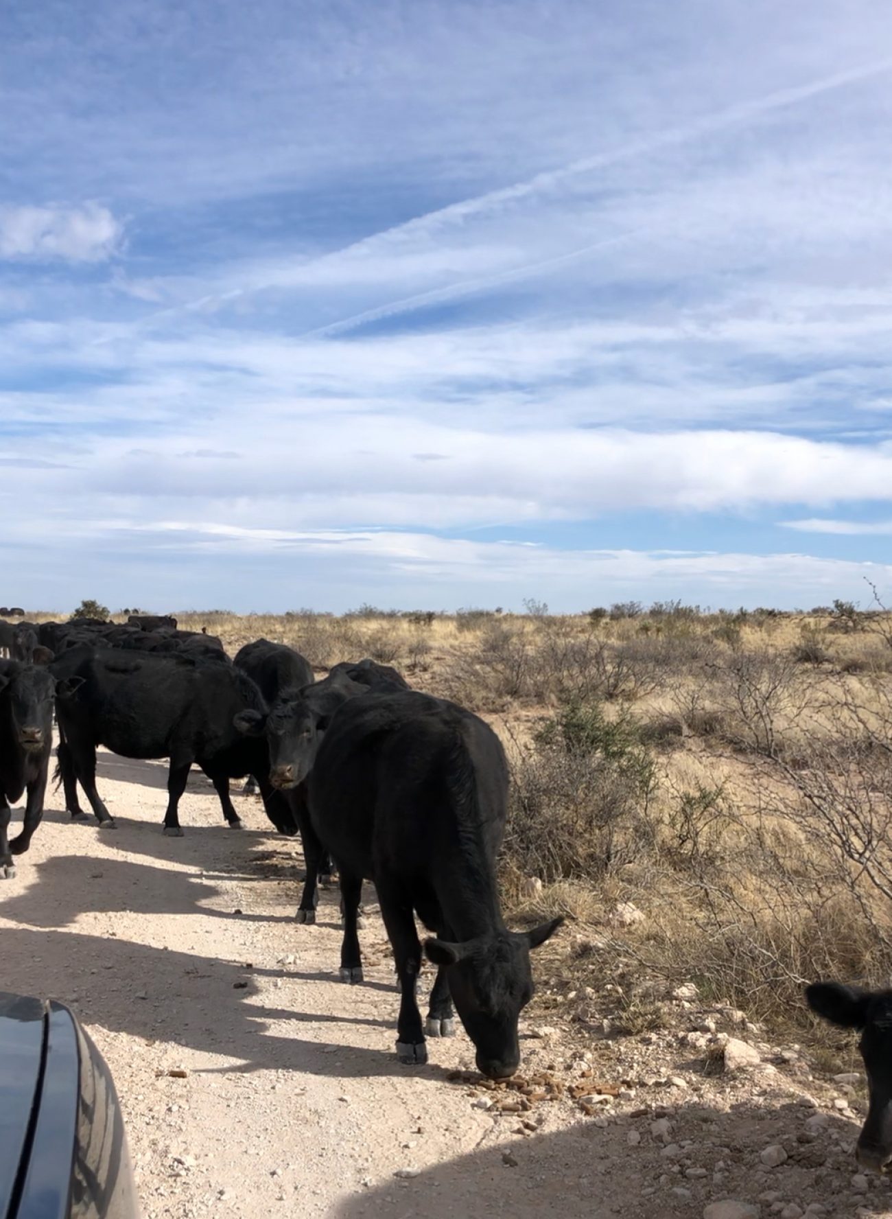 cows blocking the road