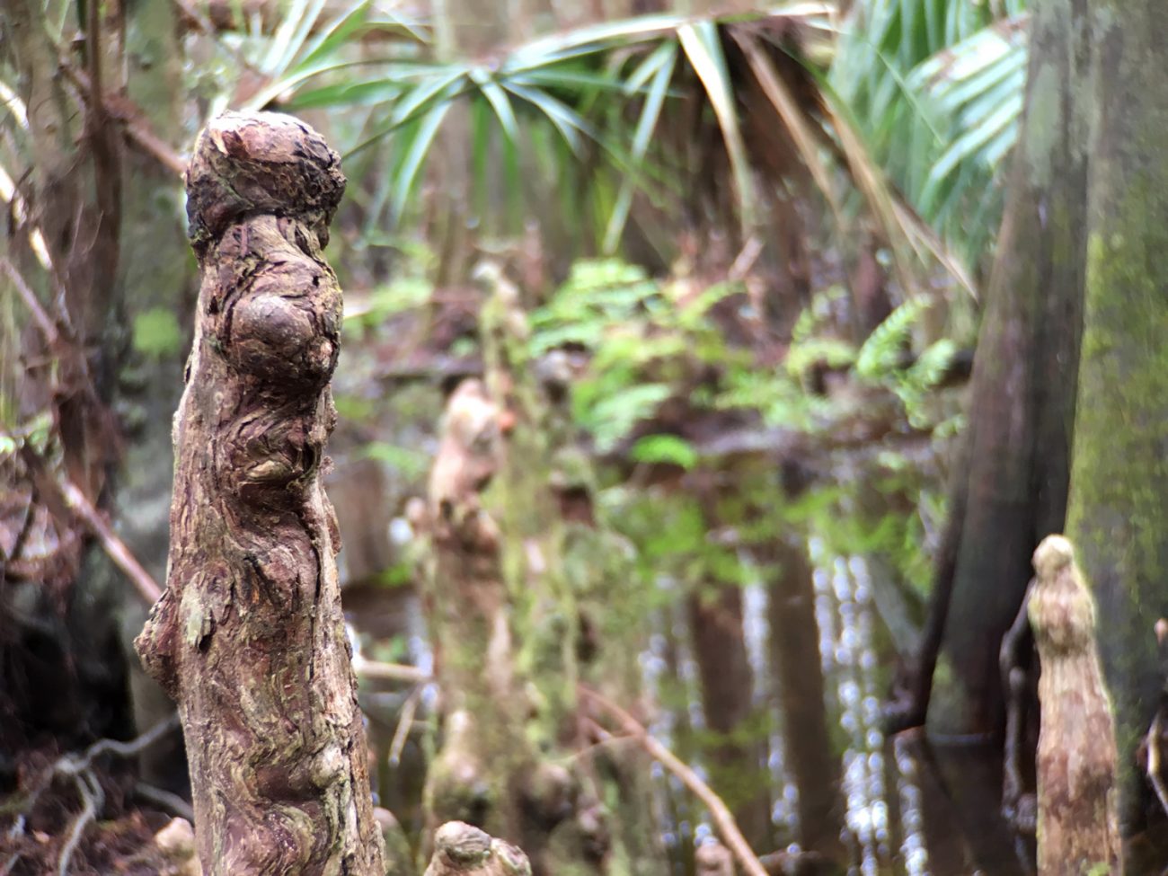 Cypress Knees Moment Tele