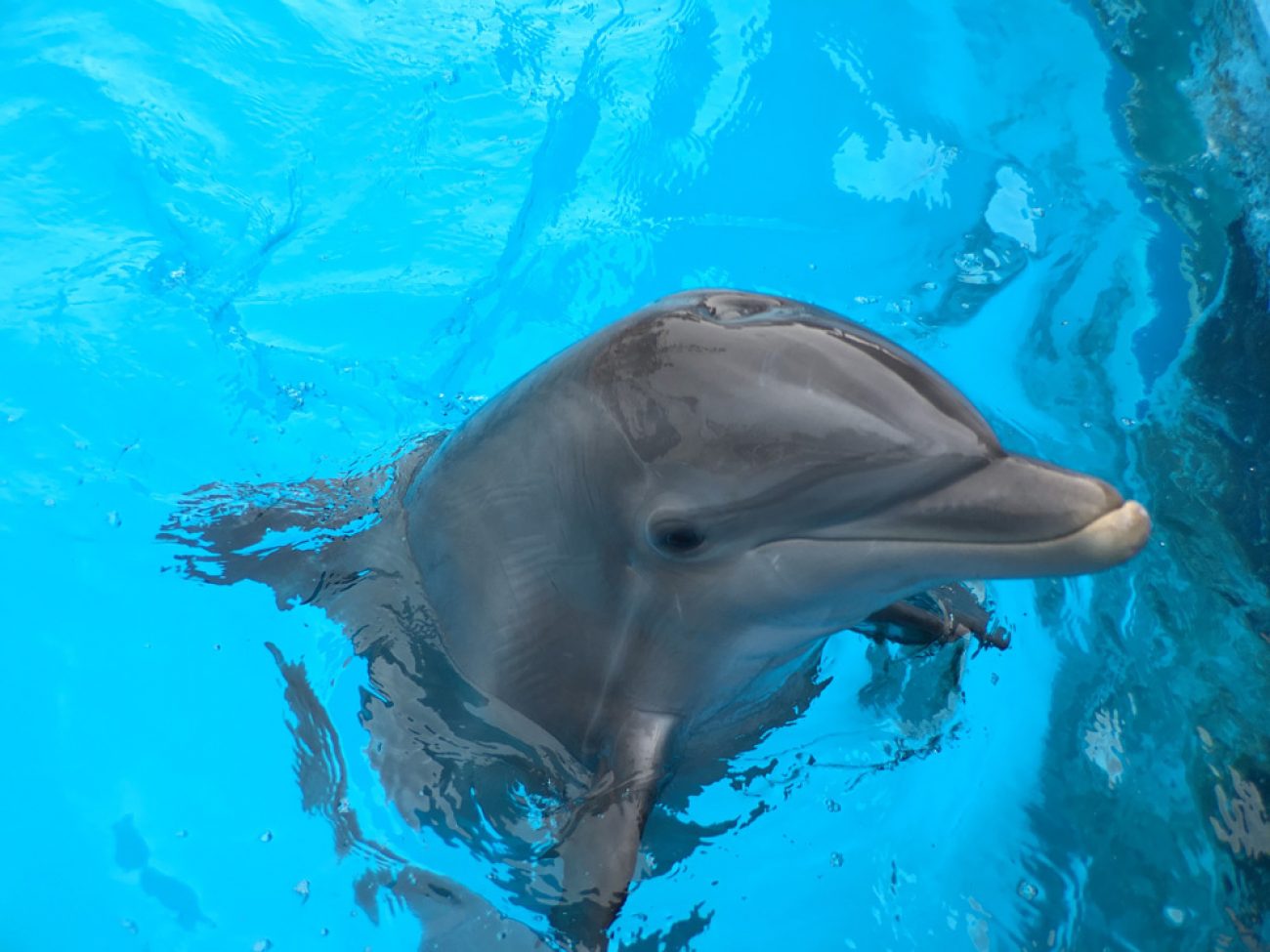 Dolphin up close