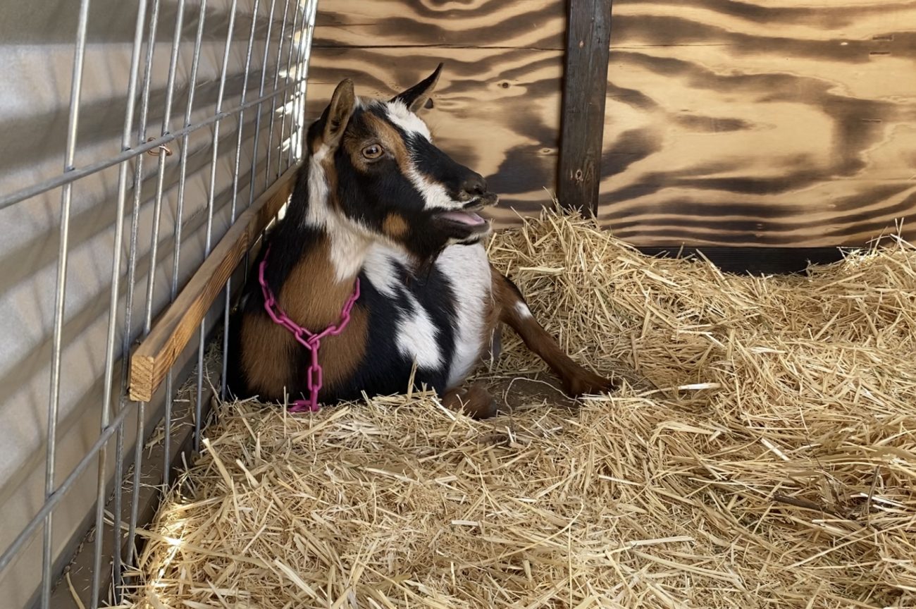 Mother goat right before delivering twins