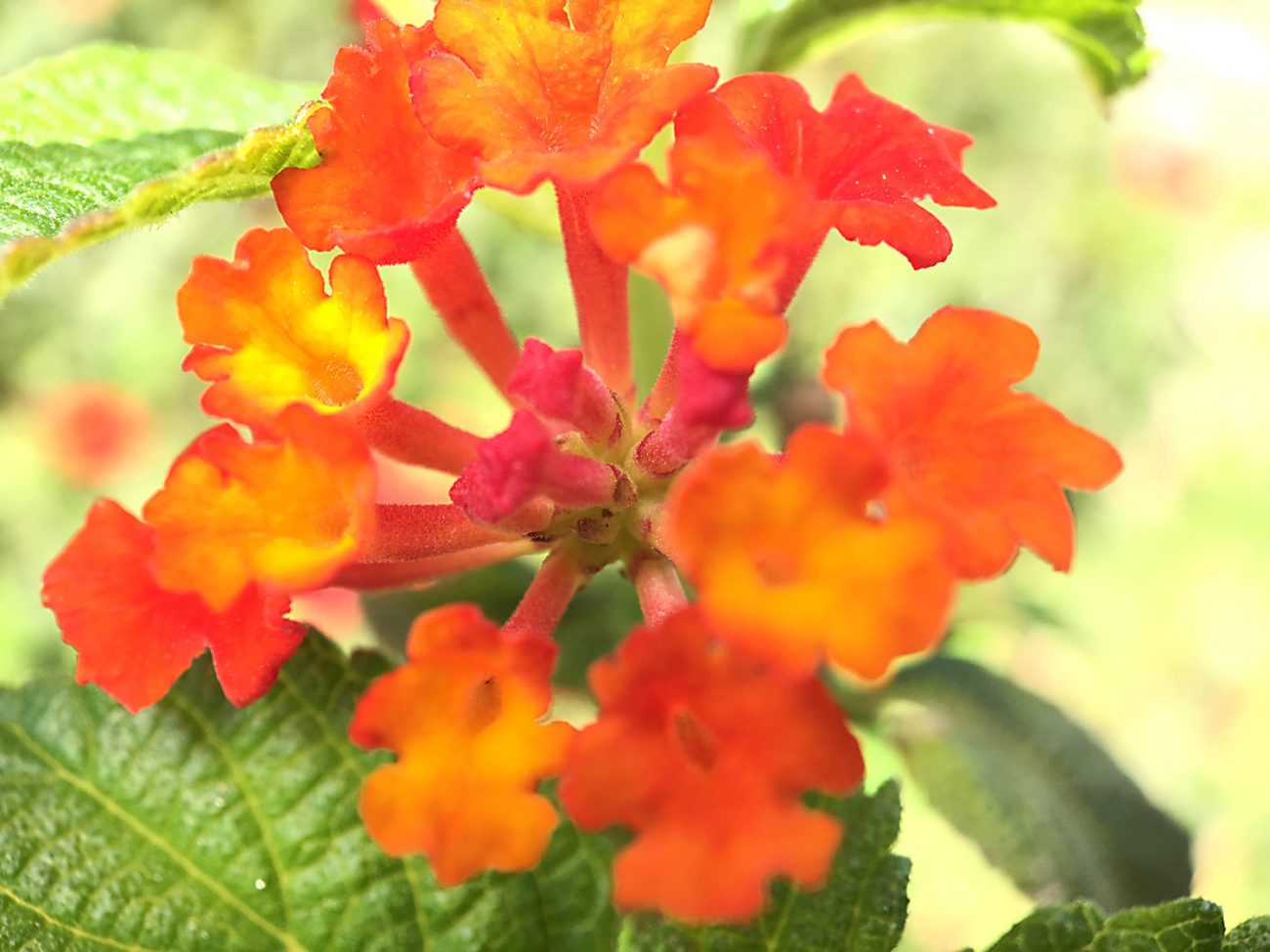 Fire Petals Moment Macro