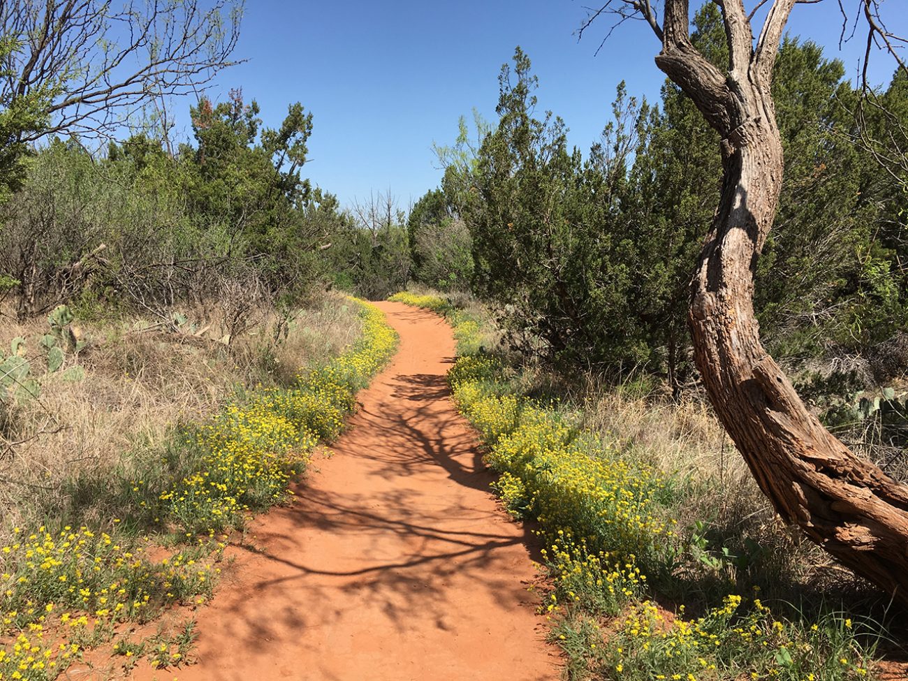 Flower Path