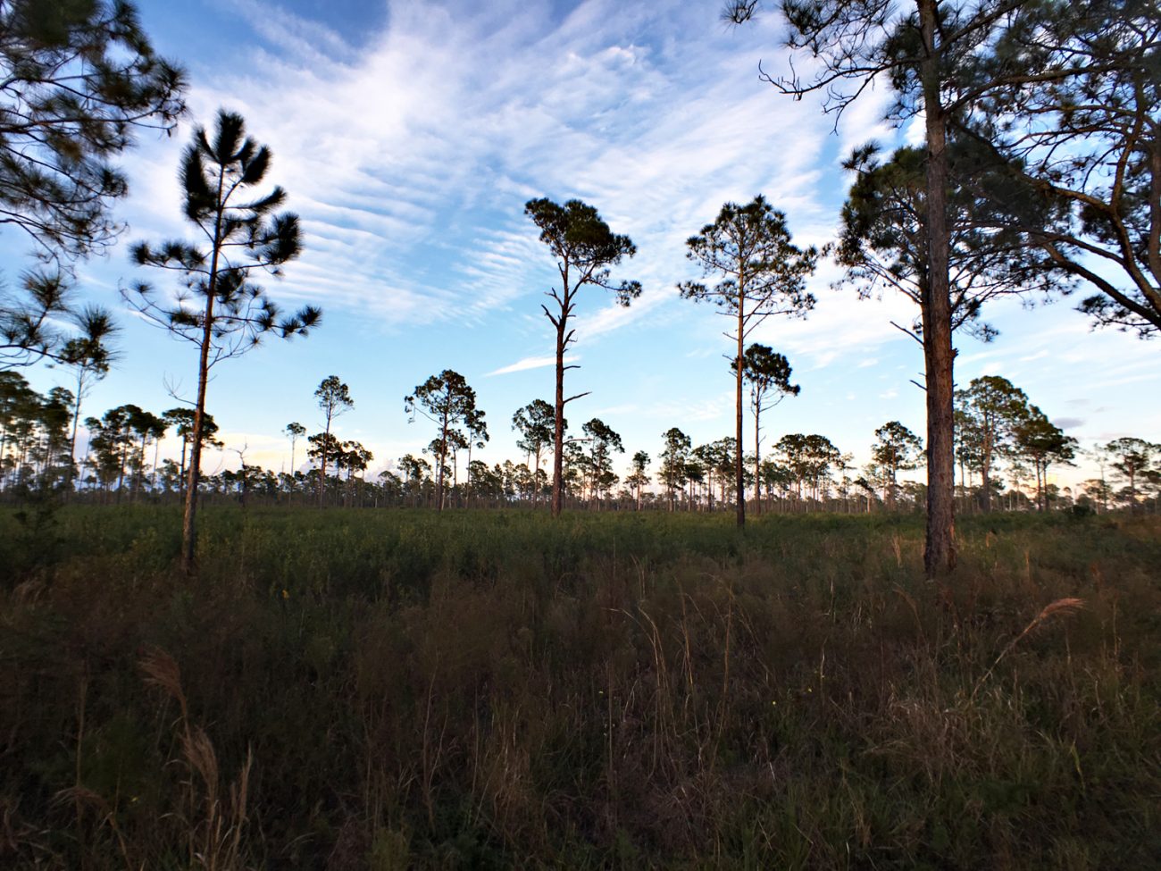 Highlands Hammock Moment Wide