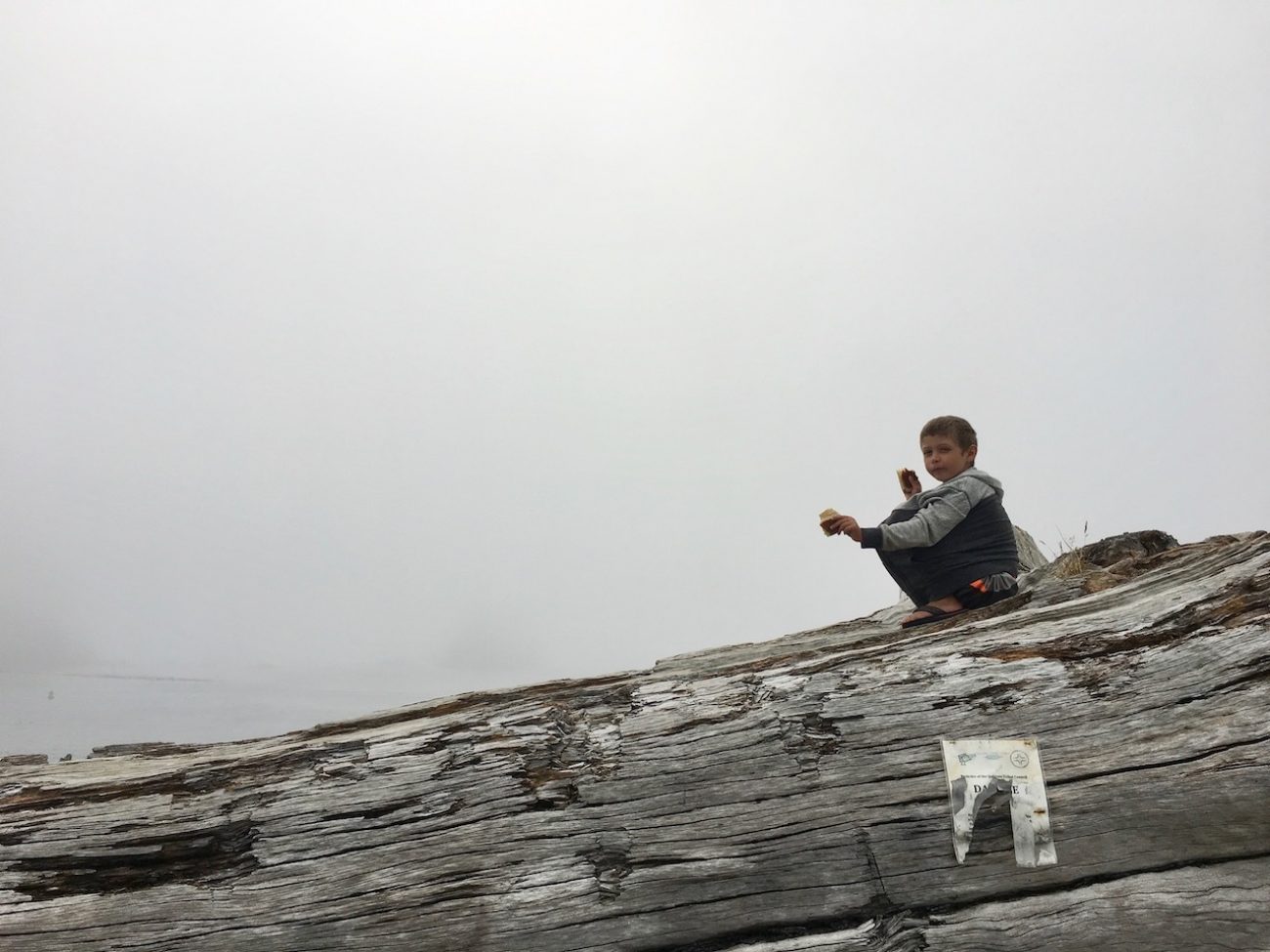 jax on a log