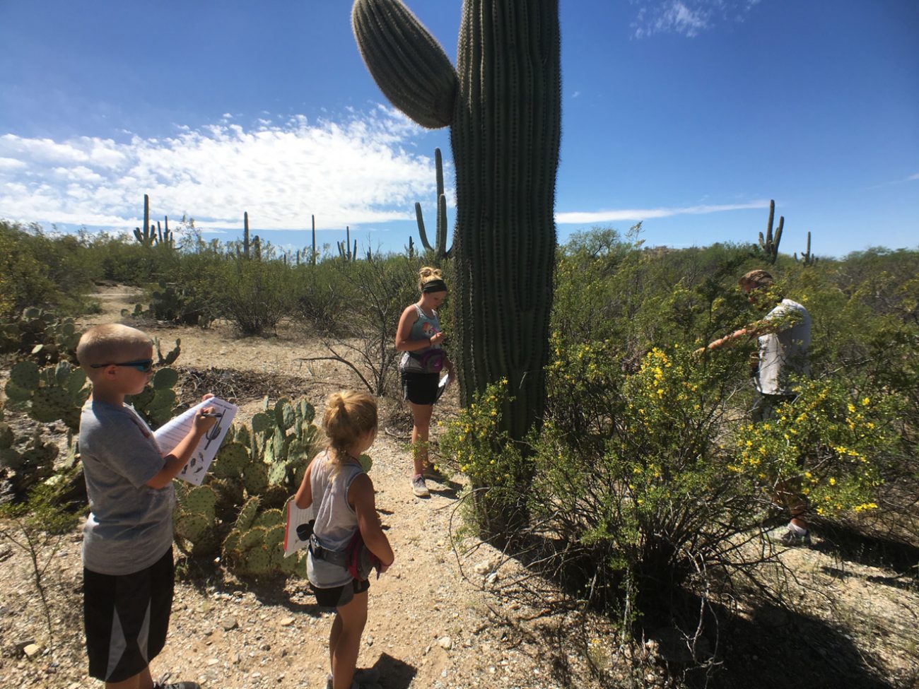 Saguaro National Park With Kids - Phoenix With Kids